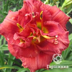 Лилейник Роуз Корсаж