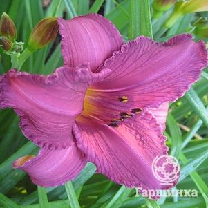 Лилейник Саммер Вайн