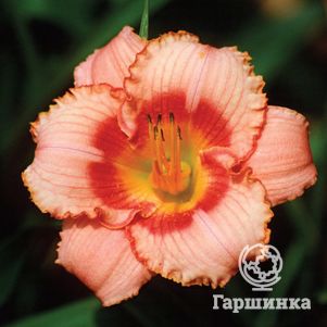 Лилейник Строберри Кэнди