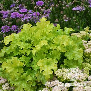 

Гейхера Лайм Раффлз