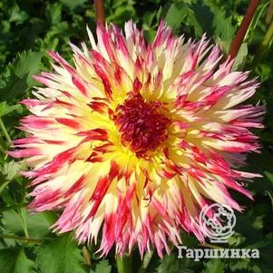 

Георгина Линдси Мишель кактусовидная