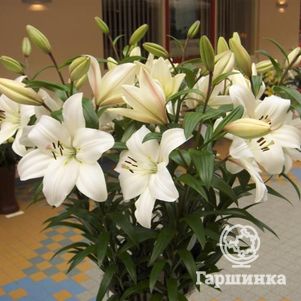 Лилия Литоувен ЛА-гибрид белая