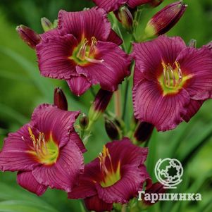 

Лилейник Литл Грапет