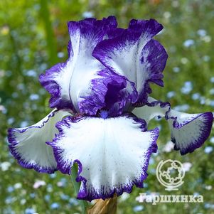 

Ирис бородатый Луп зе Луп