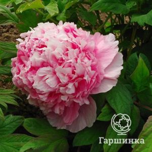 

Пион Розовый Лу древовидный розовый