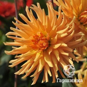 

Георгина Людвиг Хелферт кактусовидная