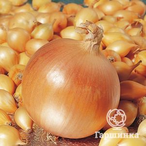Лук-севок Геркулес (желтый) 0,5 кг