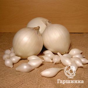 Лук-севок Стардаст (белый) 0,5 кг