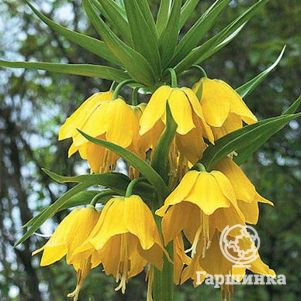 

Рябчик Лютеа императорский