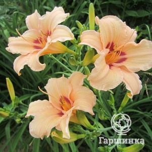 

Лилейник Лин Хол