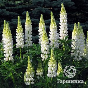 

Люпин Ноблмейден