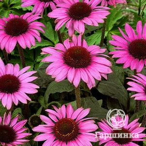 

Эхинацея пурпурная Магнус
