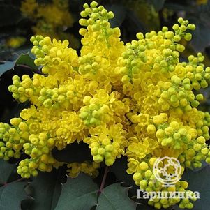 

Магония падуболистная