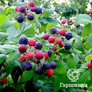 

Малина Кумберленд черная