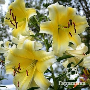 

Лилия Манисса ОТ-гибрид