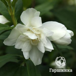 

Чубушник Манто Дэрмин