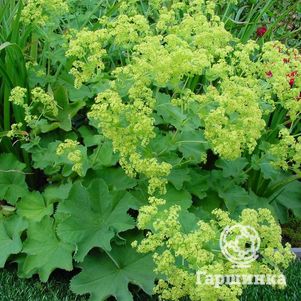 

Манжетка мягкая Робустика