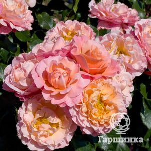 

Роза Мари Кюри флорибунда, Топалович (лиц)