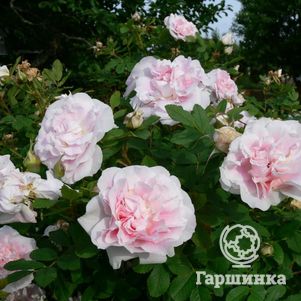 Роза Мартин Фробишер канадская парковая (лиц)