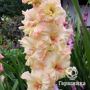 

Гладиолус Майя Плисецкая