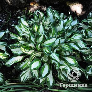 

Хоста Медиовариегата волнистая (М)