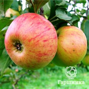 

Яблоня Медуница