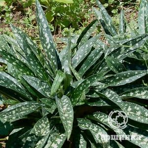 

Медуница Бертрам Андерсон