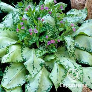 

Медуница Сильверадо