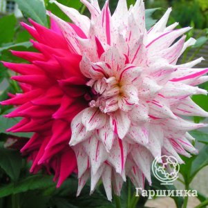 

Георгина Микс Пепперминт кактусовидная