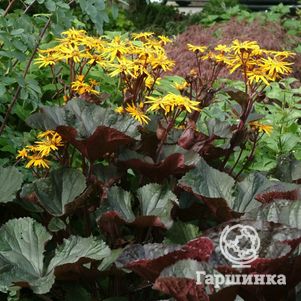 

Бузульник зубчатый Миднайт Леди