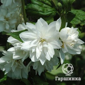 

Чубушник Миннесота Сноуфлейк