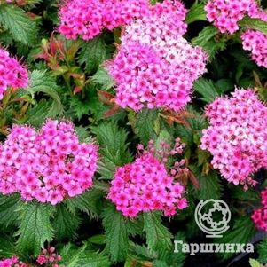 Спирея Криспа 490₽