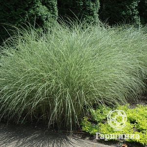 

Мискантус Монинг Лайт