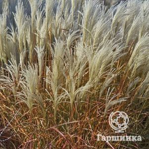 

Мискантус Пурпурасценс