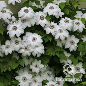 

Клематис Мисс Бейтман крупноцветковый (2)