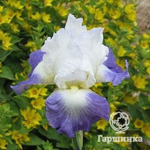 

Ирис бородатый Миссион Ридж