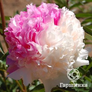 

Пион Мистер Эд