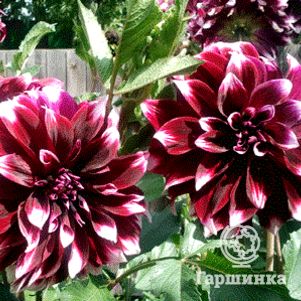 

Георгина Мистери Дей декоративная