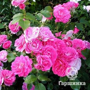 Роза Морден Сентенниал канадская парковая (лиц)