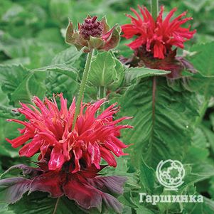 

Монарда Фаерболл