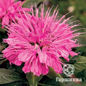 

Монарда Пинк Лейс