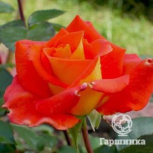 

Роза Моника чайно-гибридная, Топалович (лиц)