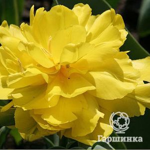 

Тюльпан Монте Пеони махровый 5шт.