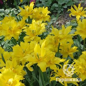 

Тюльпан Монте Спайдер лилиецветный 5шт