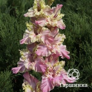 

Гладиолус Монтезума