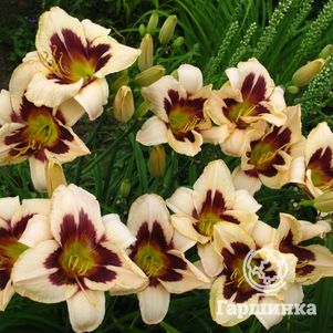 

Лилейник Мунлит Маскарад