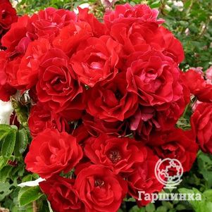 Роза Хоуп фо Хьюманити канадская парковая (лиц)