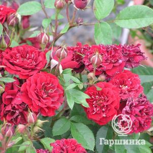 Роза Морден Аморетт канадская парковая (лиц)