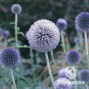 

Мордовник обыкновенный Тэплоу Блю