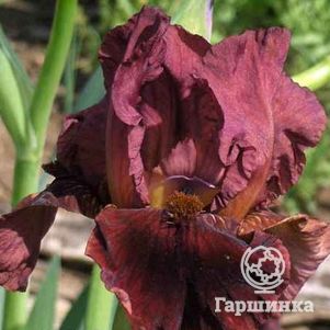 

Ирис бородатый Монинг Шоу